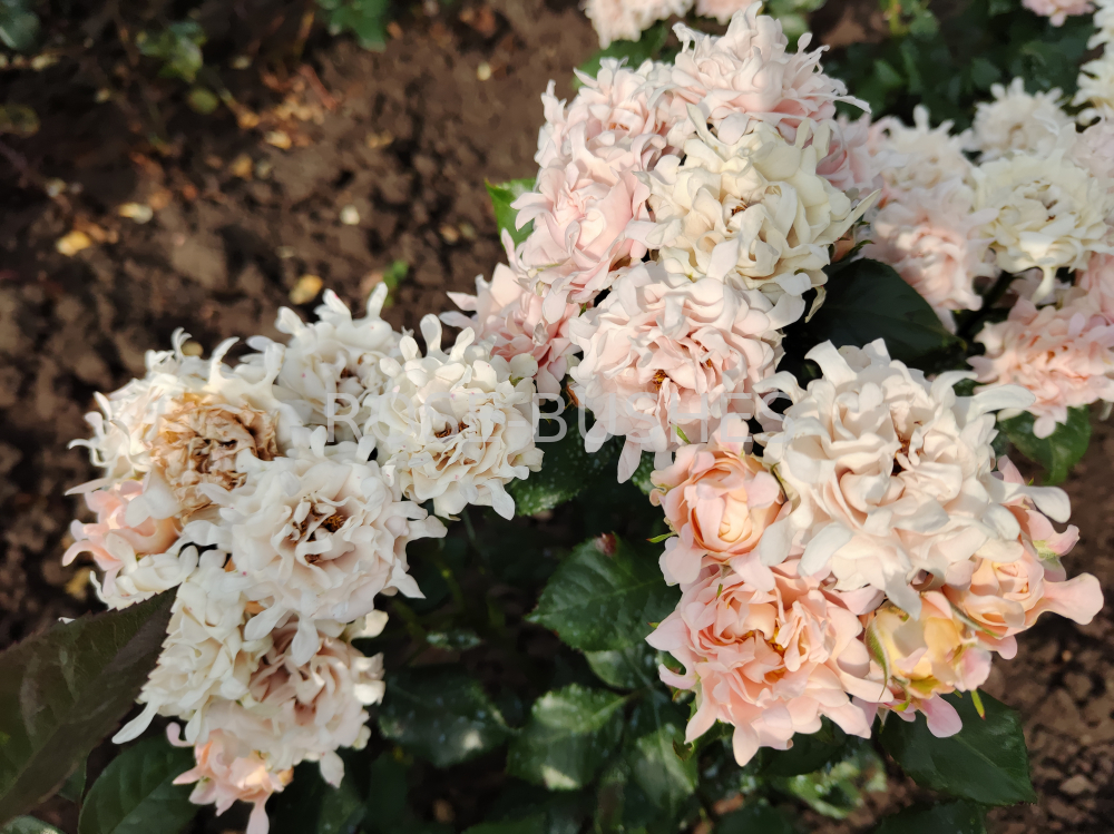 ���� ������. Sweet Ruffles. (�����, ����.) 
